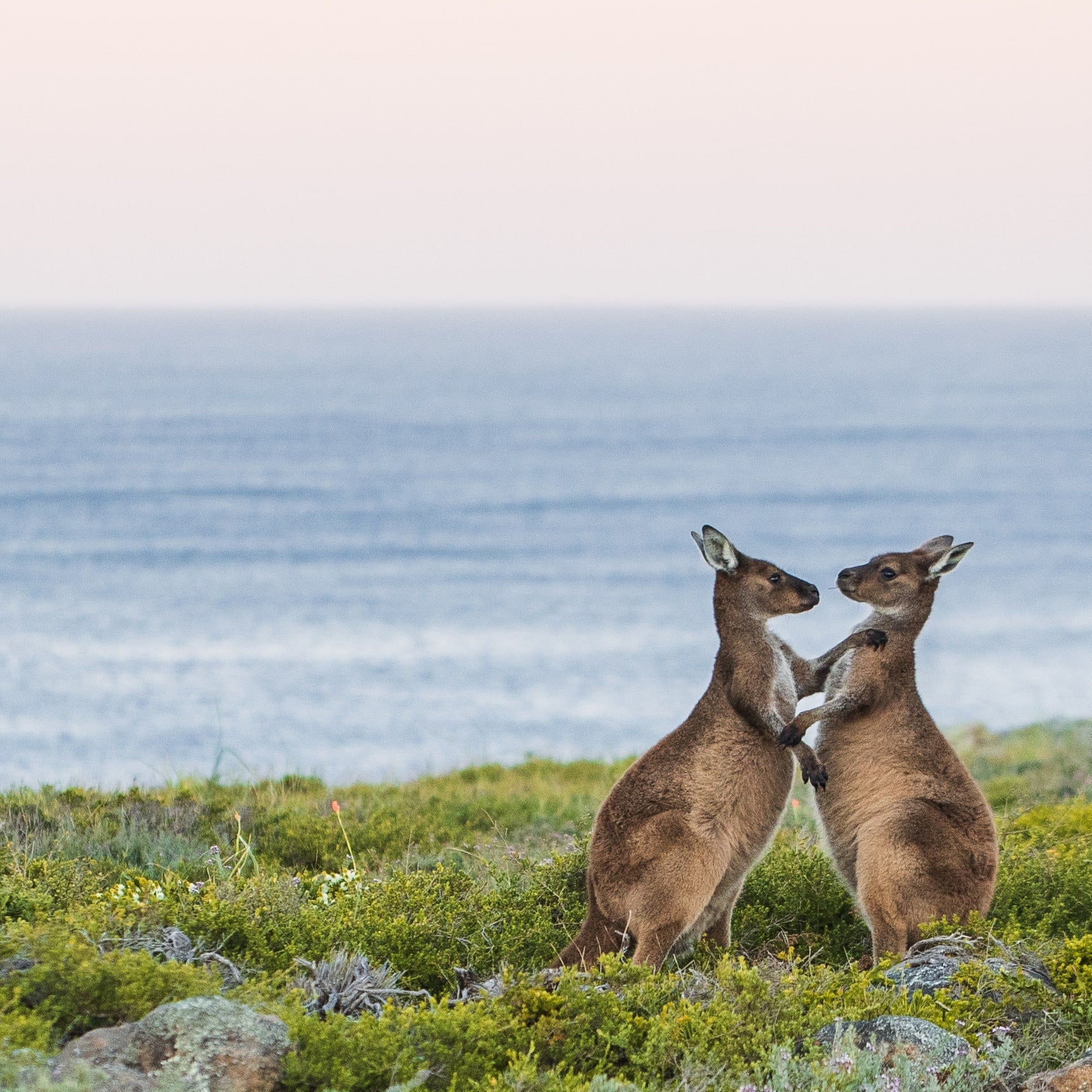 The Proposal: Would You?