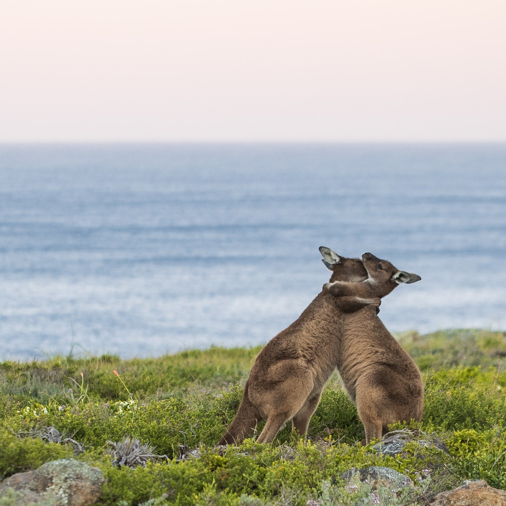 The Proposal: The Acceptance Hug