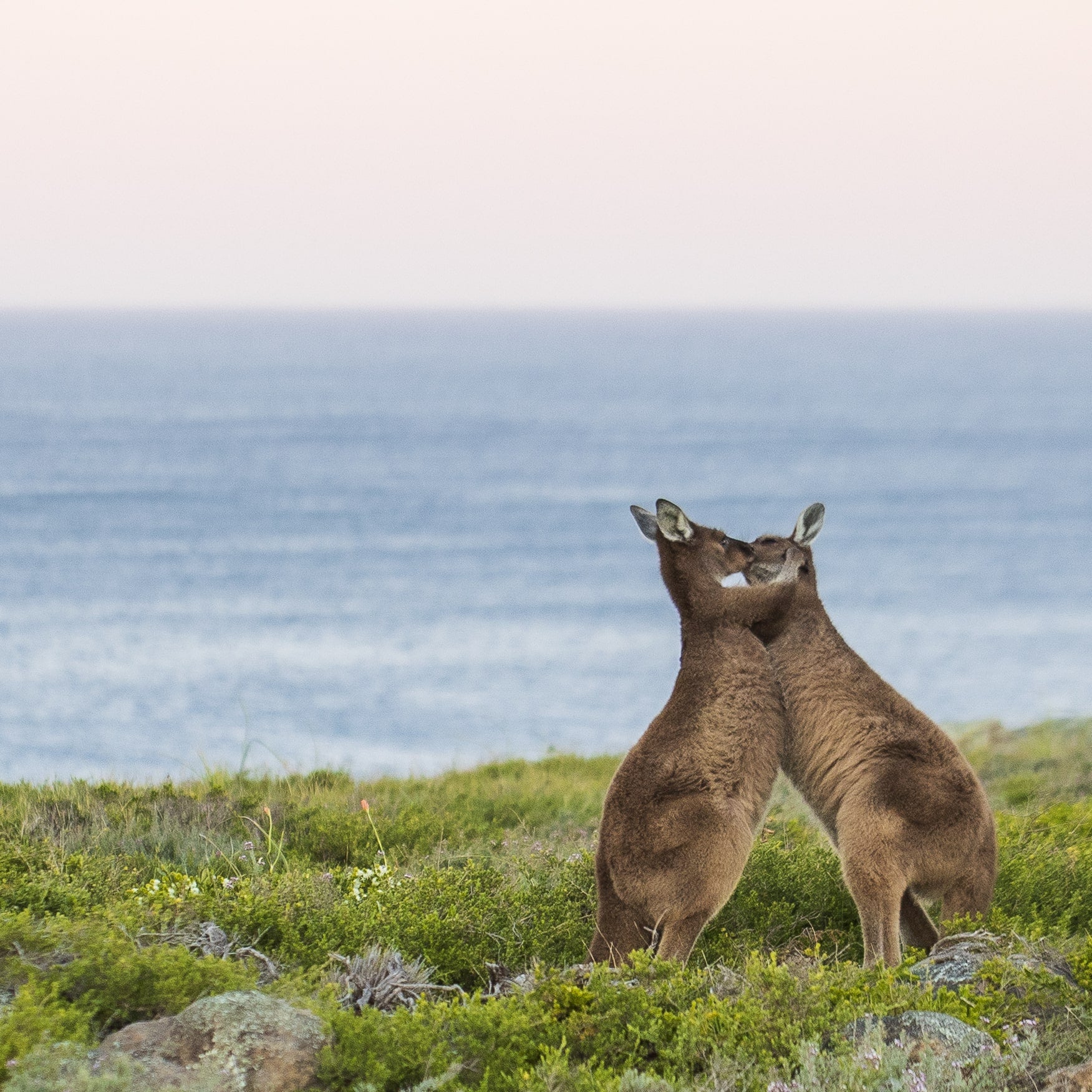 The Proposal: Sealed with a Kiss