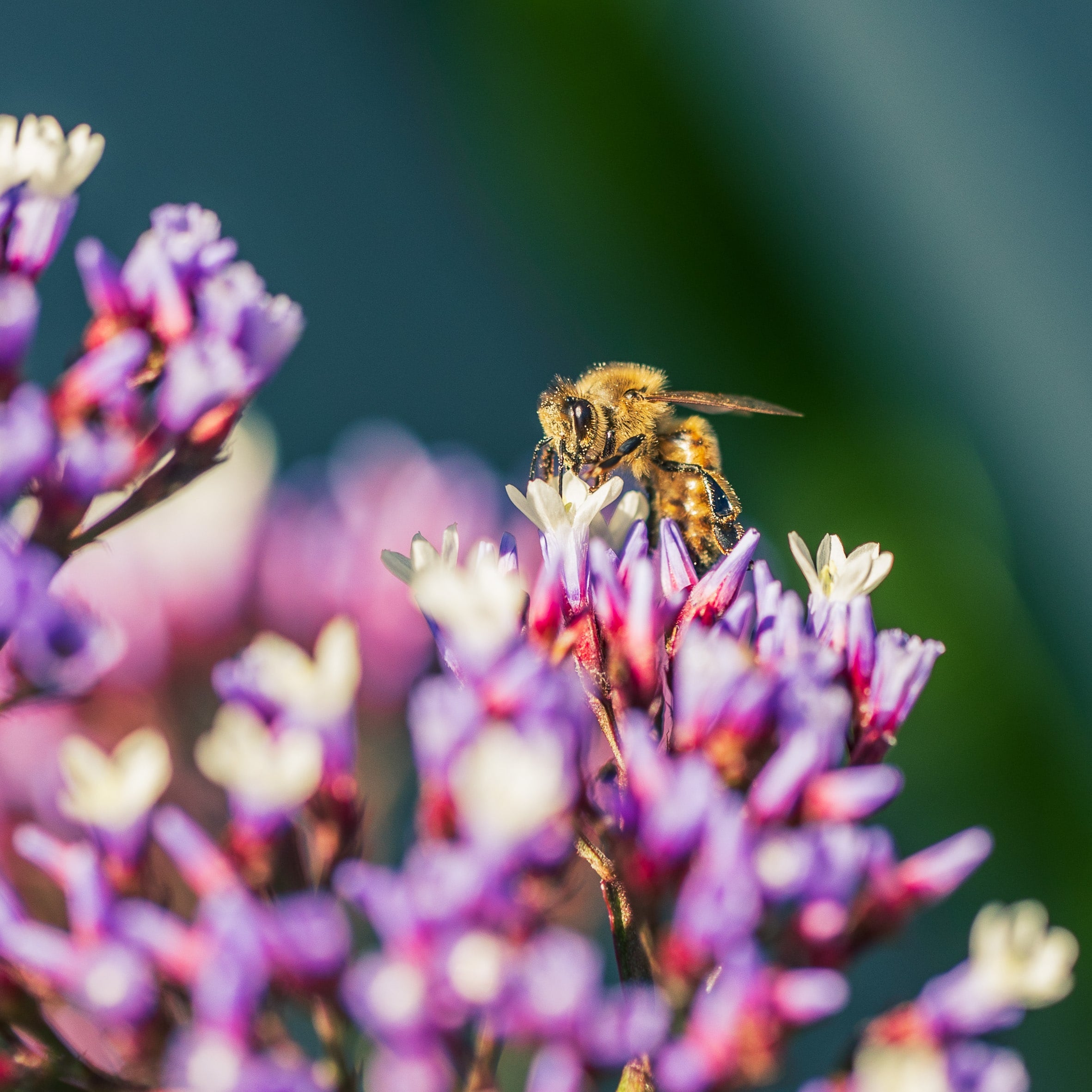 Looking for Gold Dust