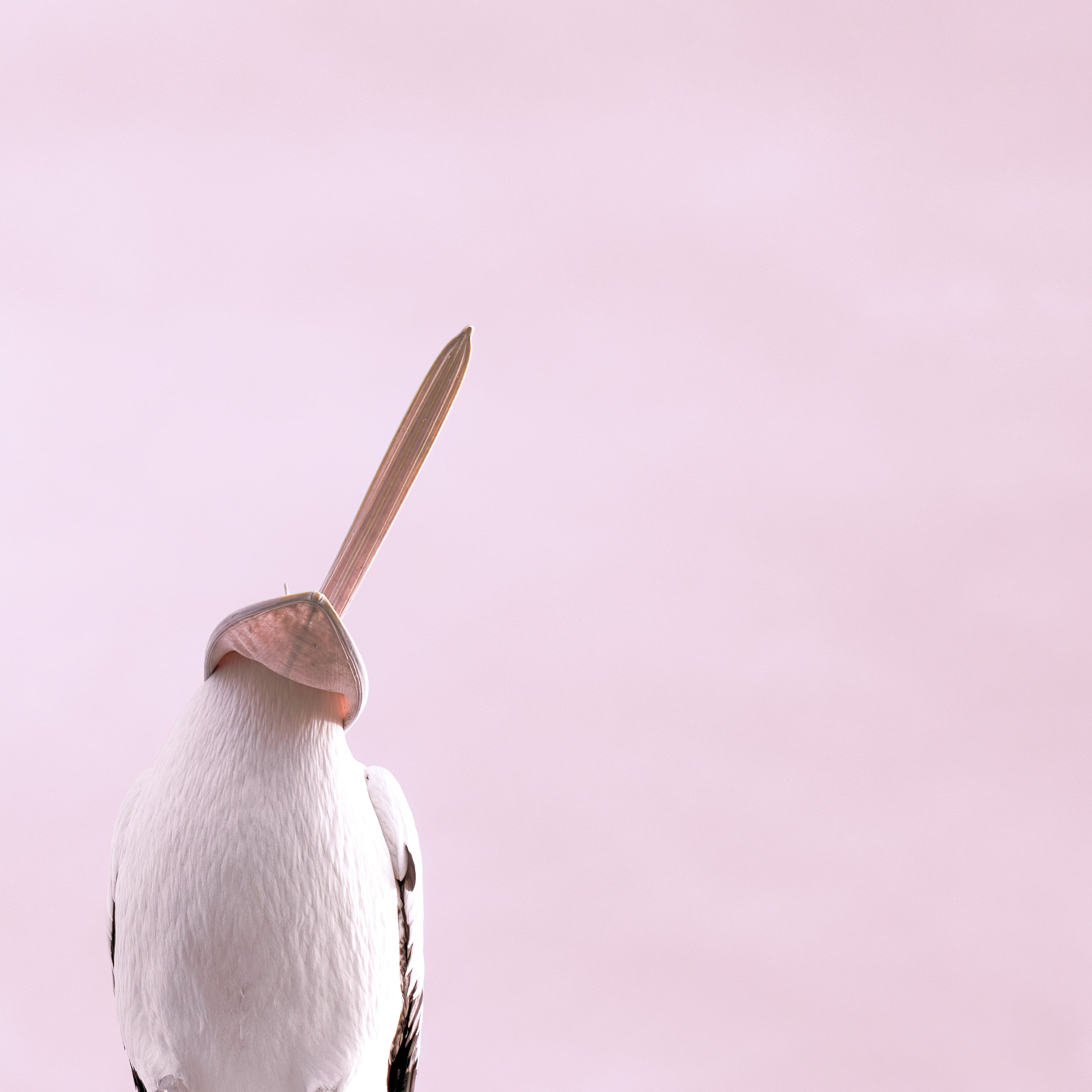 Follow the Needle of the Compass