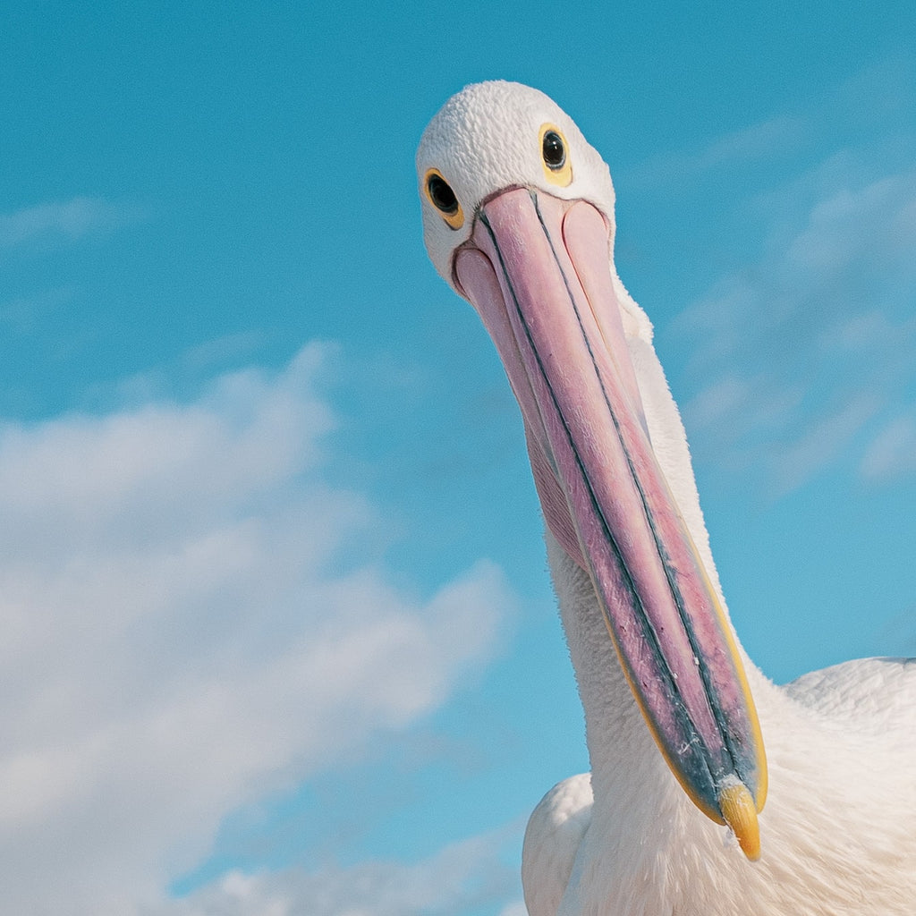 Pelican Pop Up